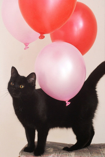 It’s Boxiecat’s Birthday!