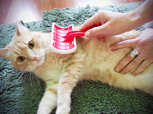 Brushing Your Feline Friends