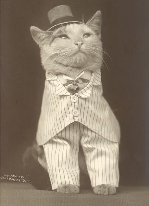 A Brief History of Cat Litter (And Why It Matters More Than You Think)