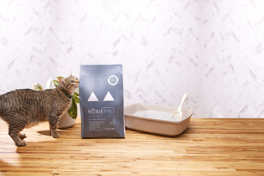 Which Type of Cat Litter Is Best for Indoor Cats