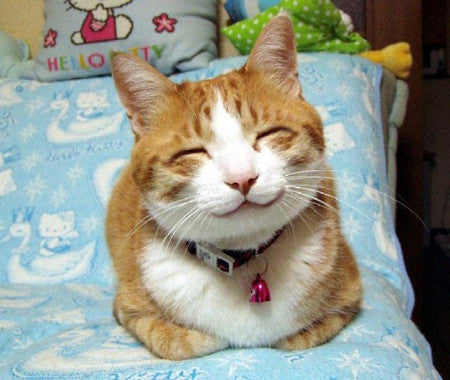 Where is the best place to put a cat litter box?