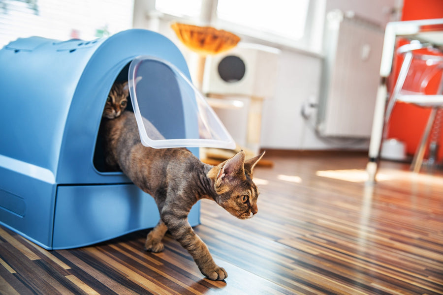 Non-Tracking, Unscented Cat Litter: How to Keep Floors
