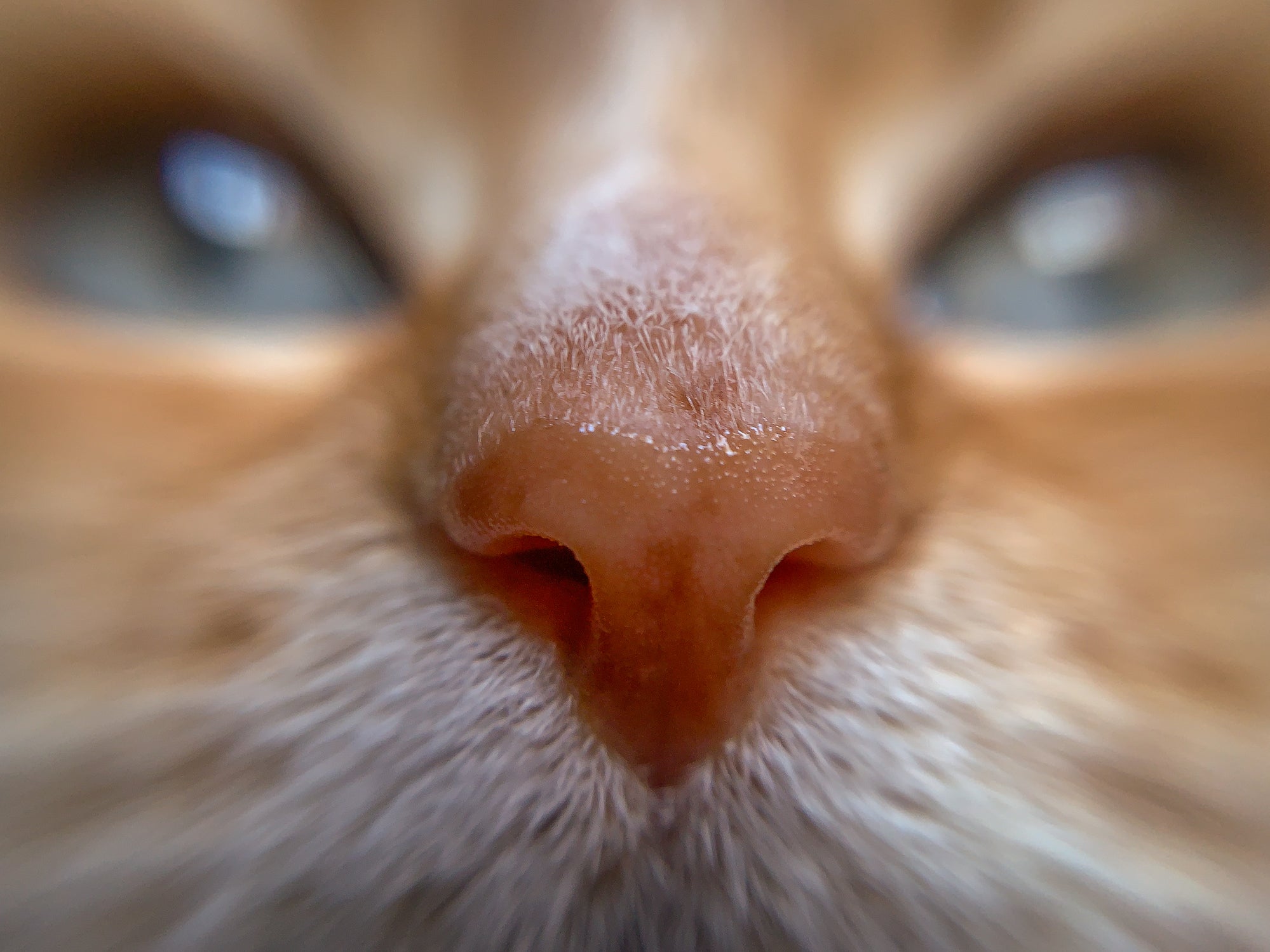 How Your Cat Navigates the World (Fascinating Facts About A Cat's Senses)