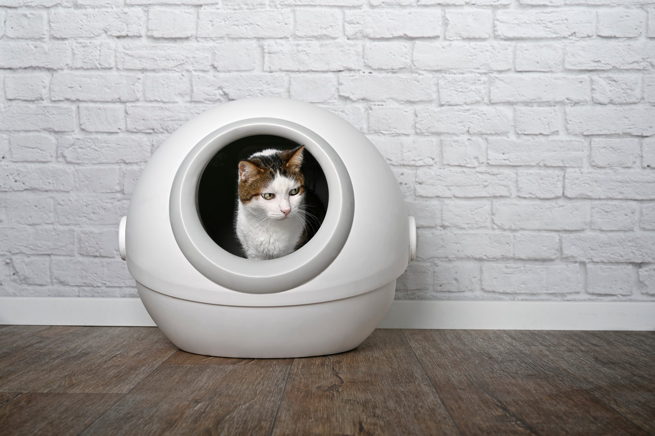 Best Cat Litter for Automatic Litter Boxes | Boxie