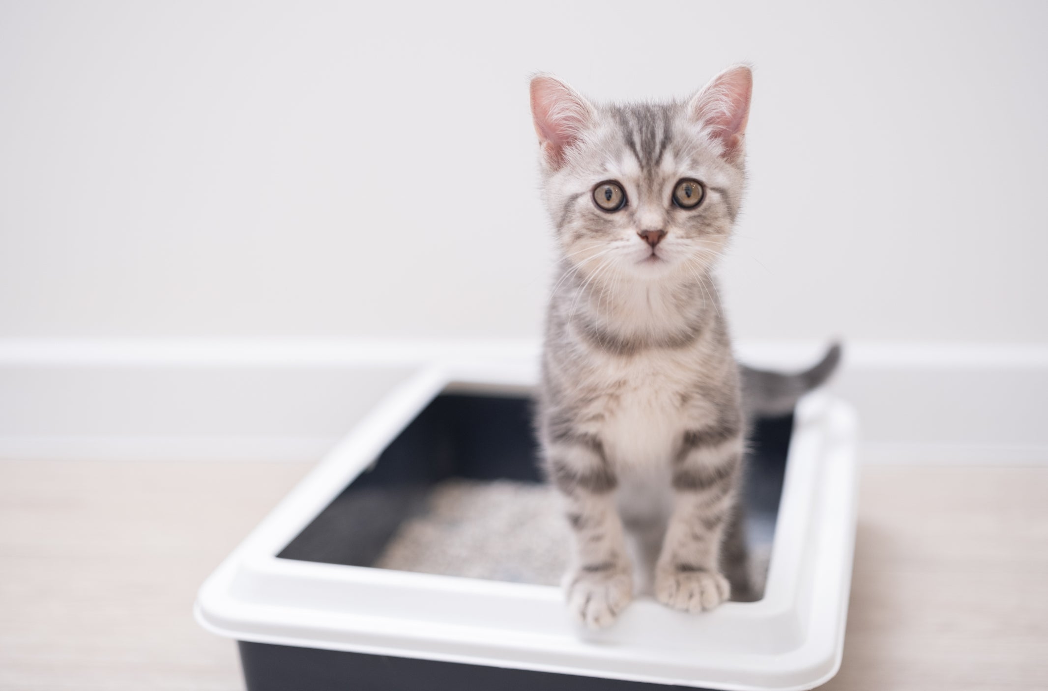 Boxie x Door Buddy Setting up your litter box environment for succe Boxiecat