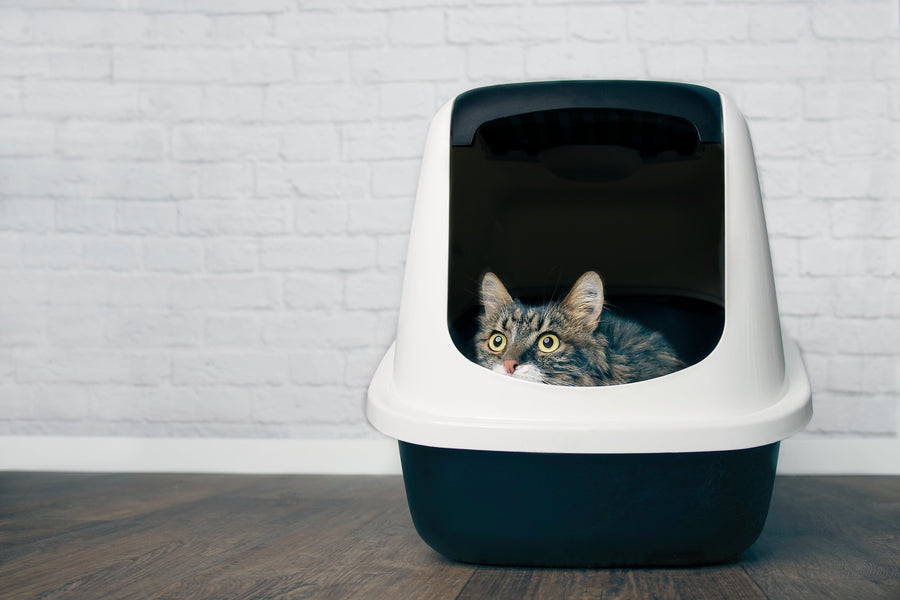 Blood in Cat Stools: What It Means and What to Do