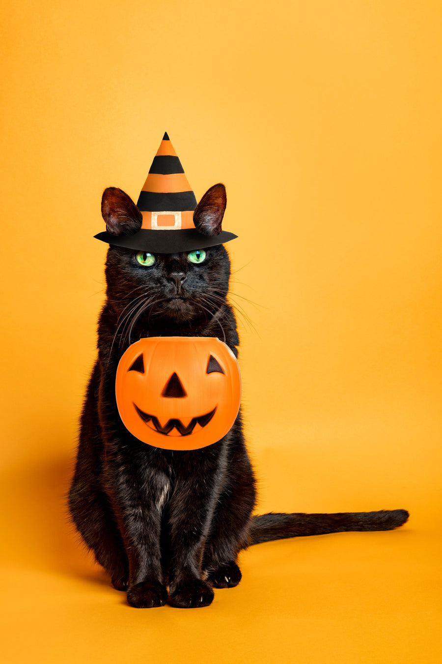 Black Cat Myths: Fact vs. Fiction
