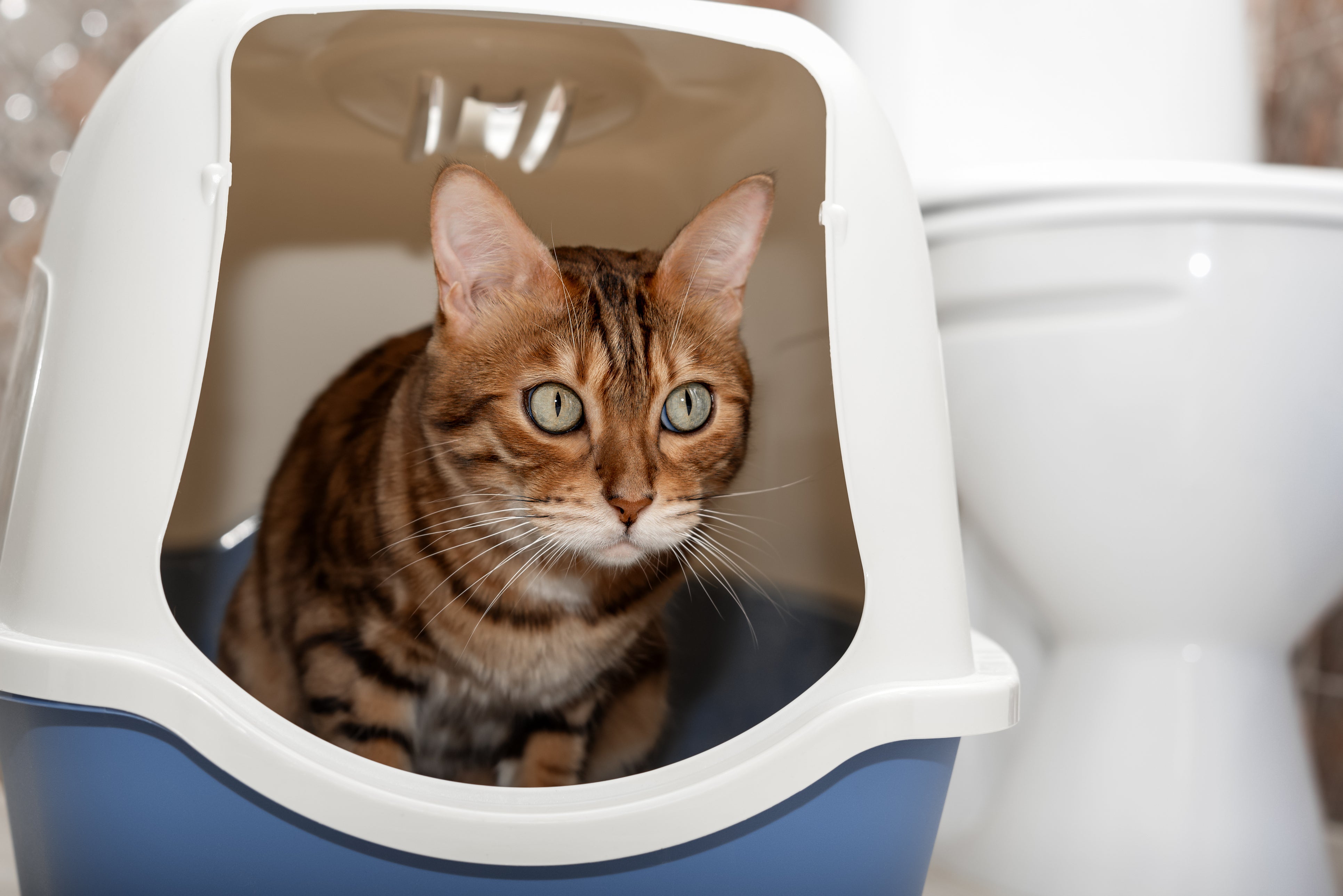 Unscented vs. Scented Cat Litter  Boxie
