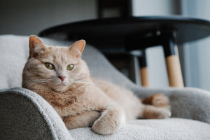 Noise-Sensitive Cats and Automatic Litter Boxes: Litter, Placement, and Training Tips