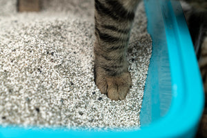 How to Transition From Clay to Crystal Litter
