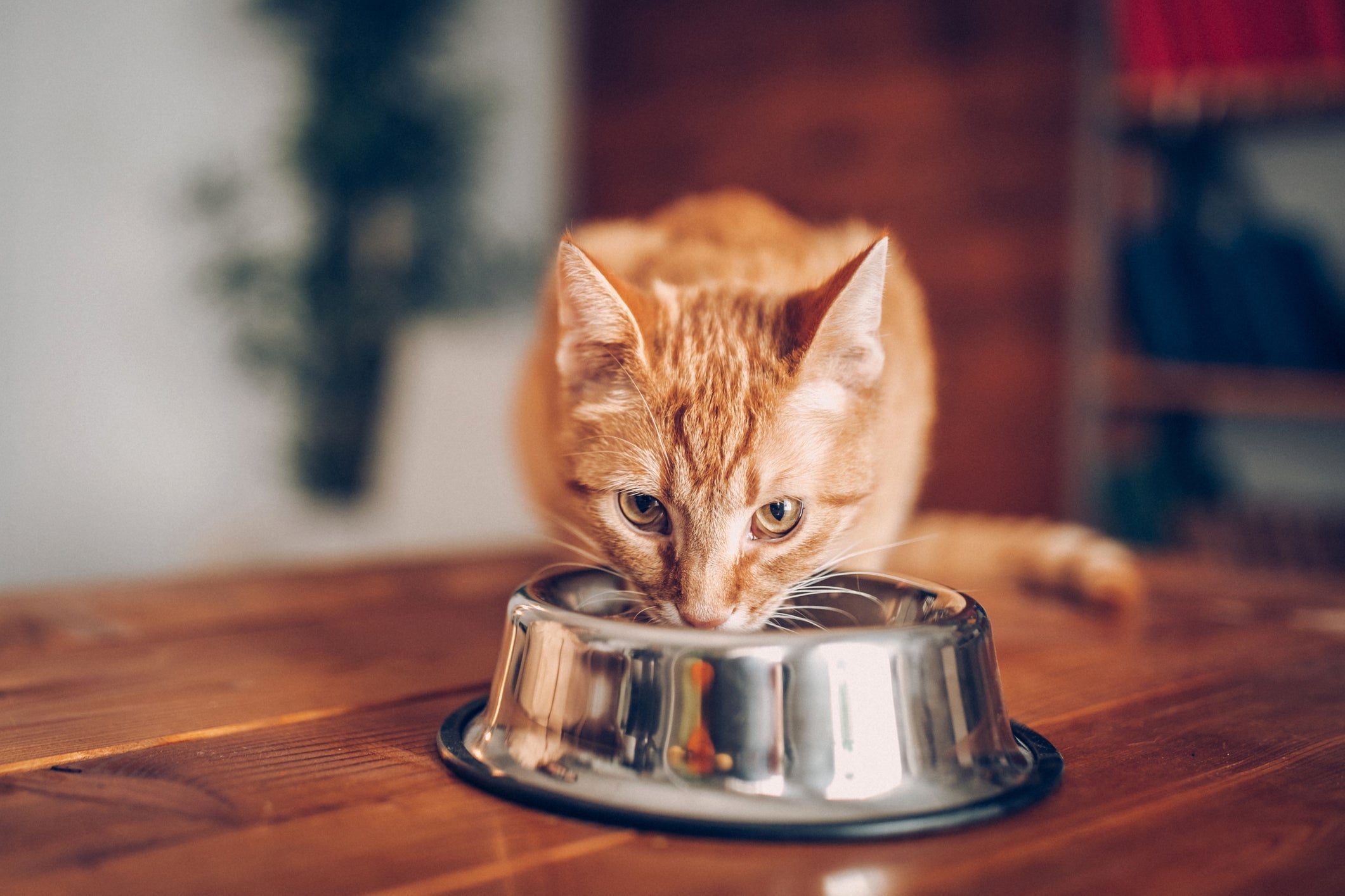 How Much to Feed Your Cat at Every Life Stage (Plus the Power of Probiotics!)