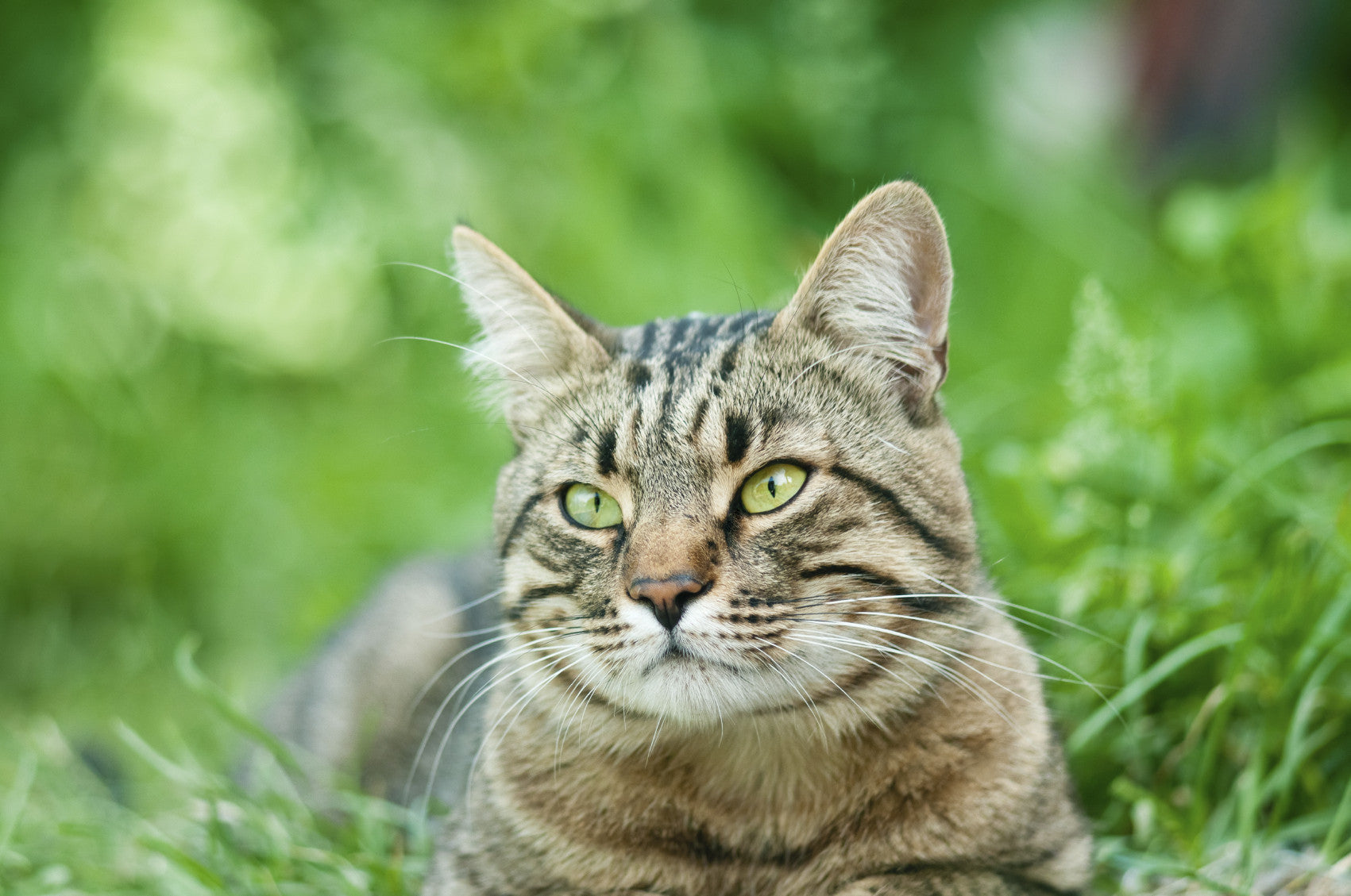 Kitty litter clearance delivery