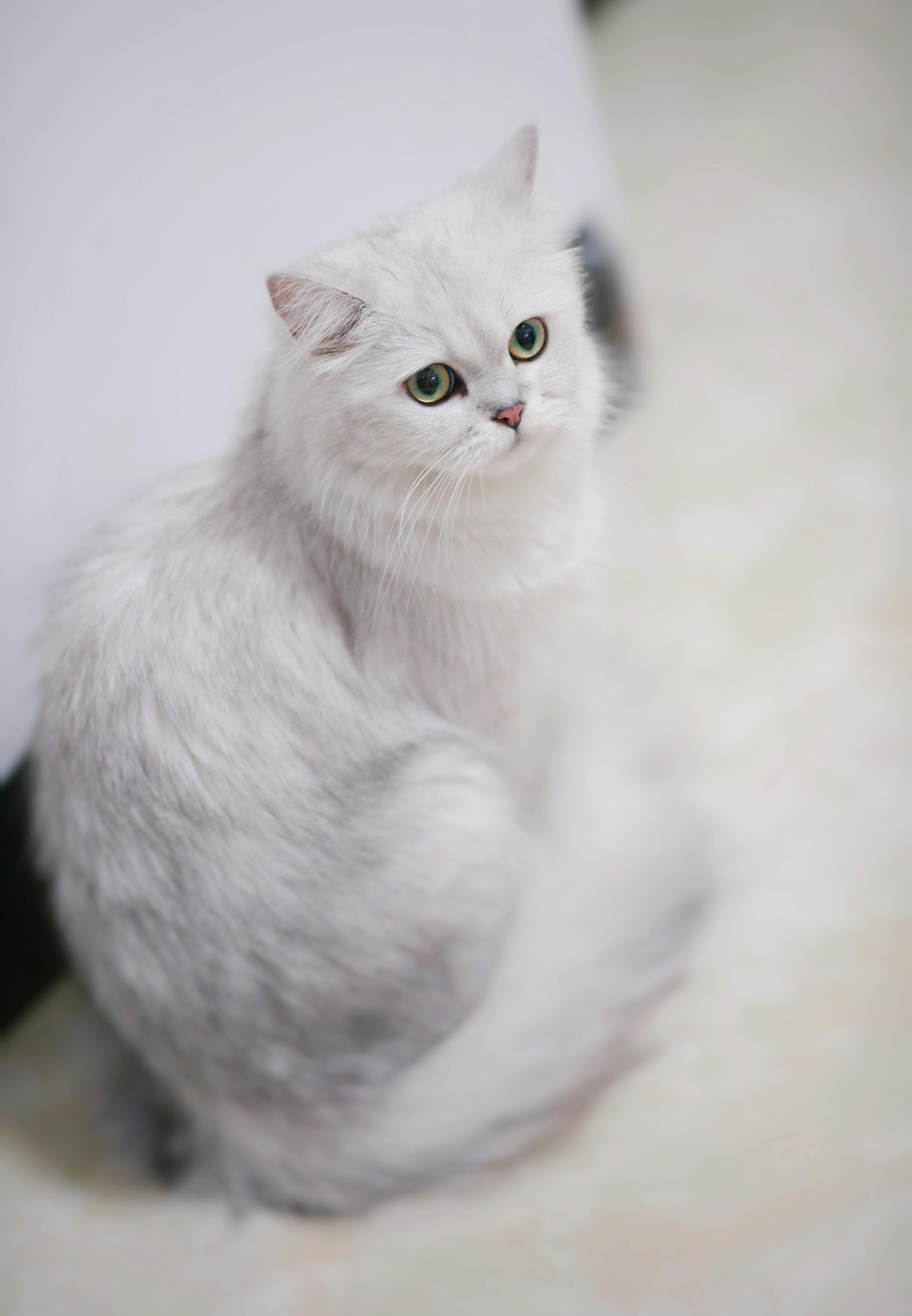Popular Cat Breeds Every Cat Lover Should Know