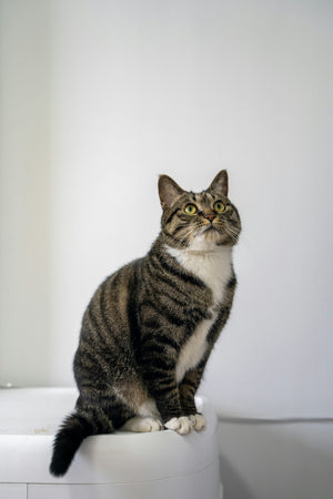Automatic Litter Box FAQs: Answers to the Most Common Questions