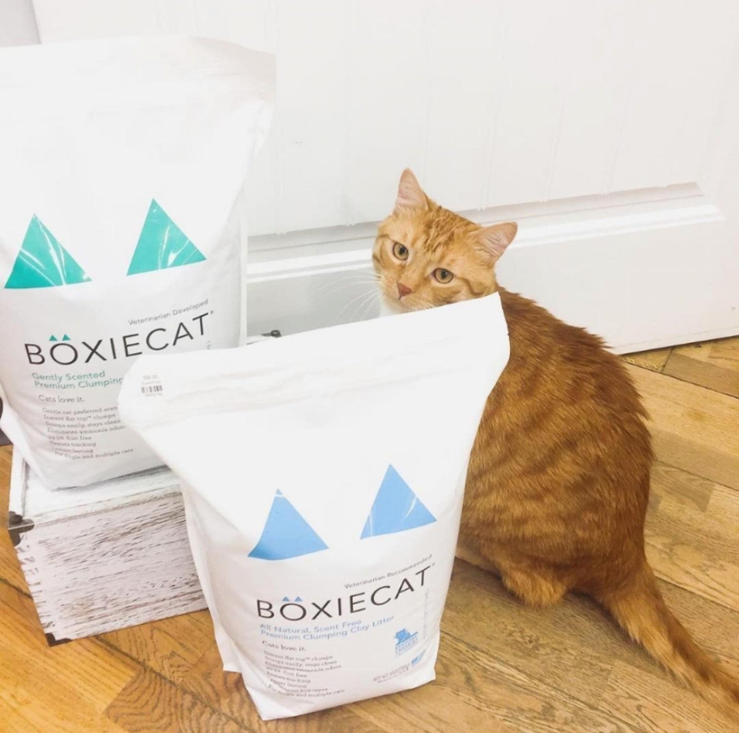 UGC image of a cat next to Boxie cat litter