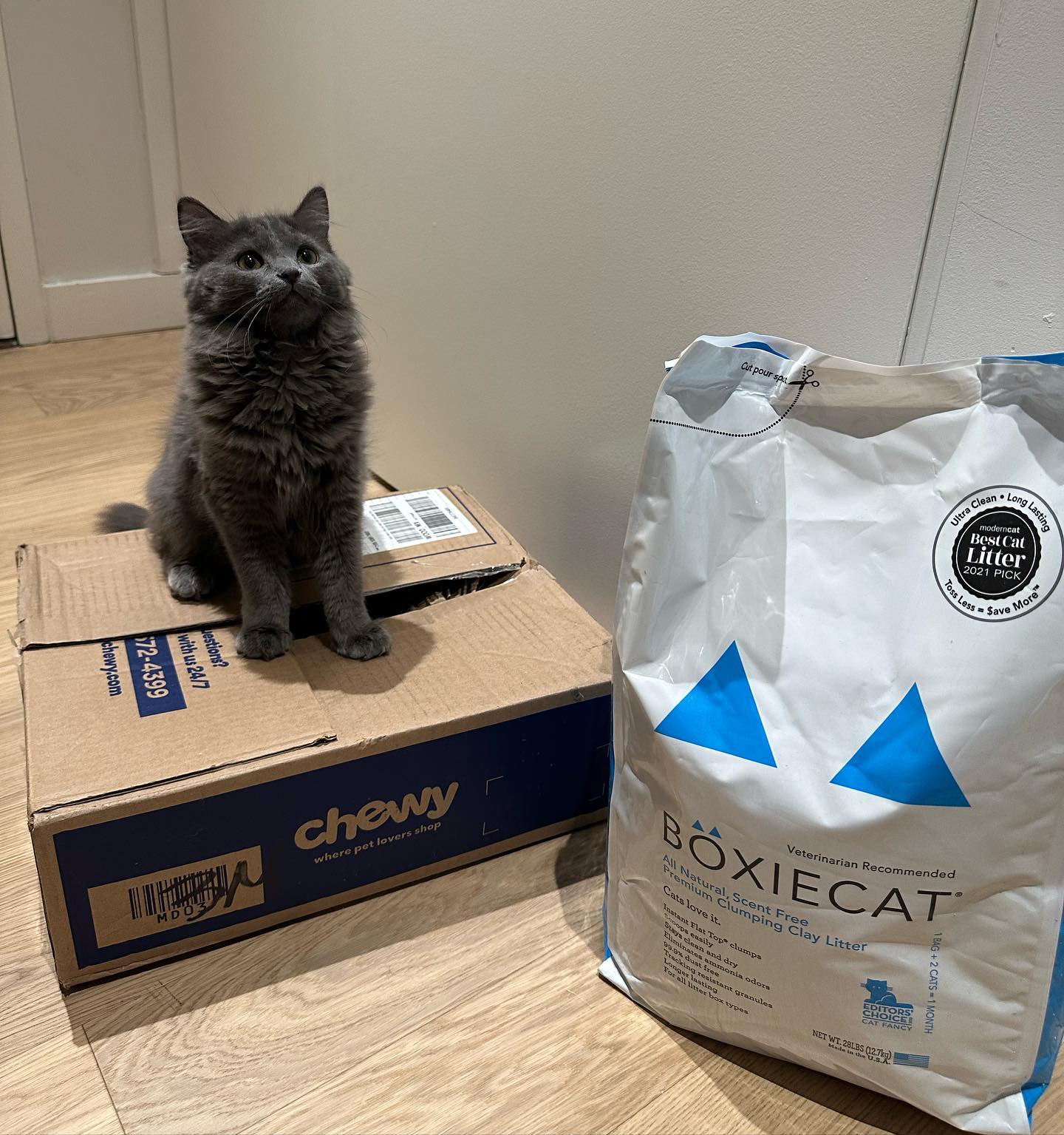 UGC image of a cat next to Boxie cat litter