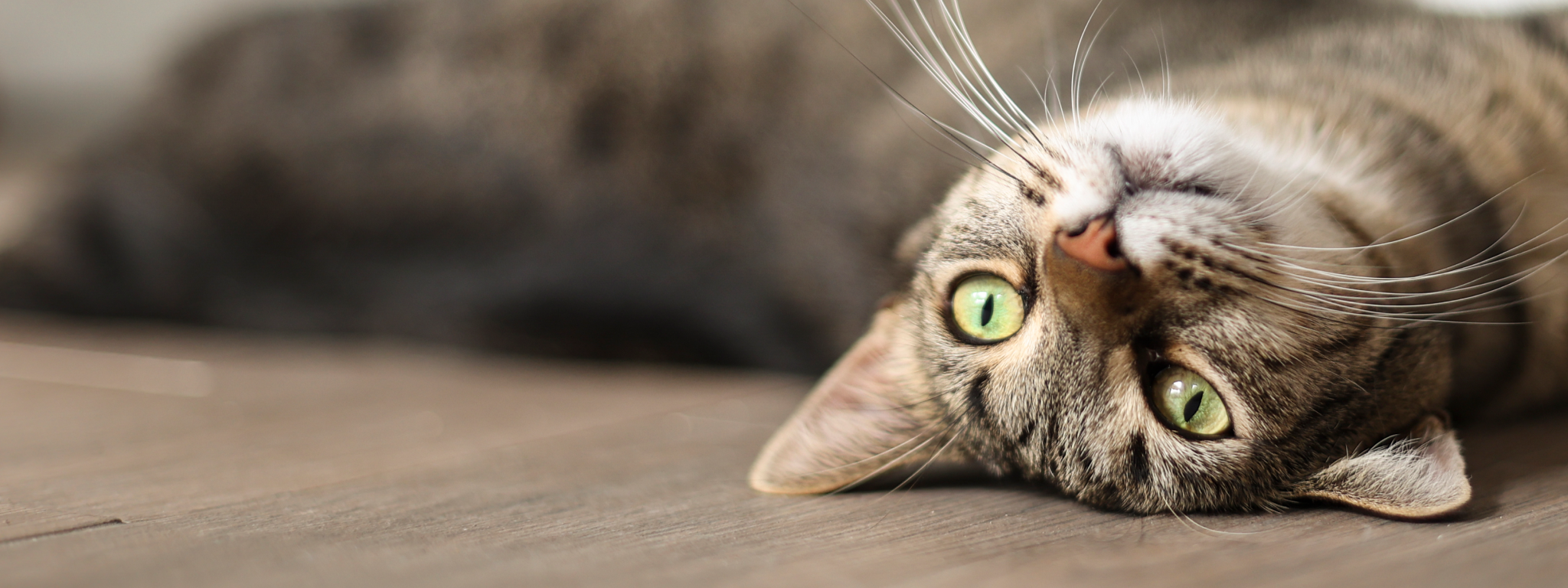 Photo of cat lying upside-down