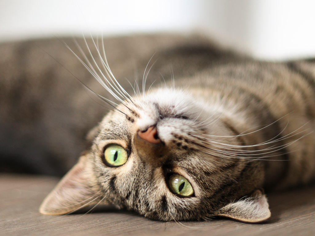 Photo of cat lying upside-down