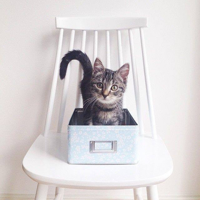 How do you relocate your cat's litter box?