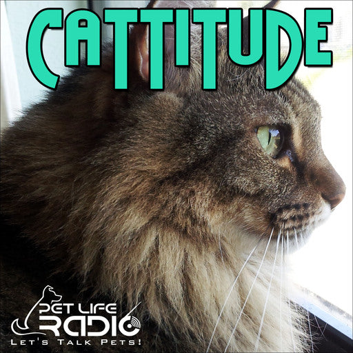Boxiecat featured on Cattitude Podcast