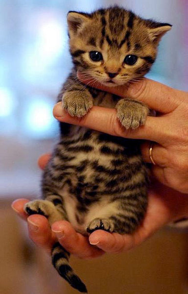 Boxiecat: Small Business Promotes the Well-being of Cats in a Big Way