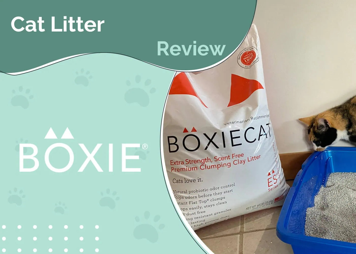 Boxie® Litter Featured on Hepper.com: A Game Changer for Cat Owners