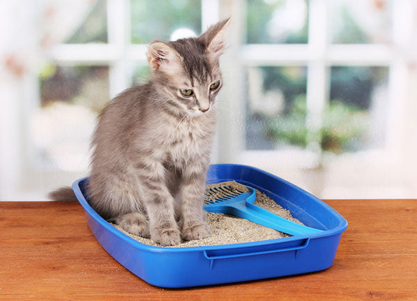 Is Clumping Clay Litter Safe for Kittens?