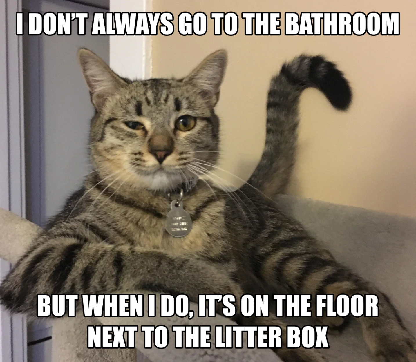 Cat Not Using Its Litter Box? Tips for Solving Litter Box Aversion