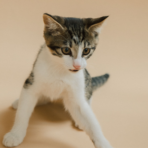 How to Litter Train a Kitten: A Complete Week-by-Week Guide
