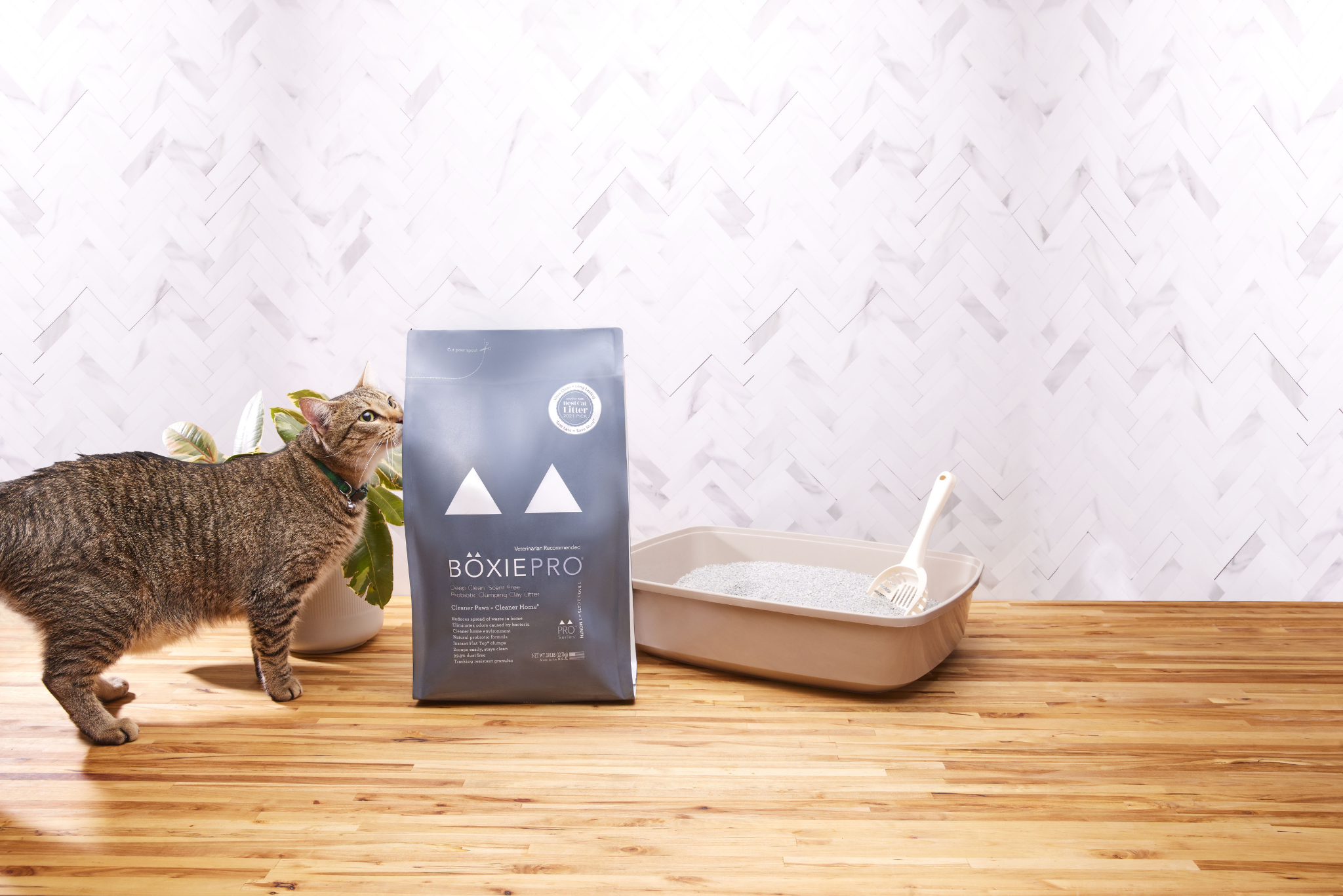 Which Type of Cat Litter Is Best for Indoor Cats