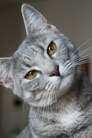 Signs Your Cat Is Stressed and How to Help