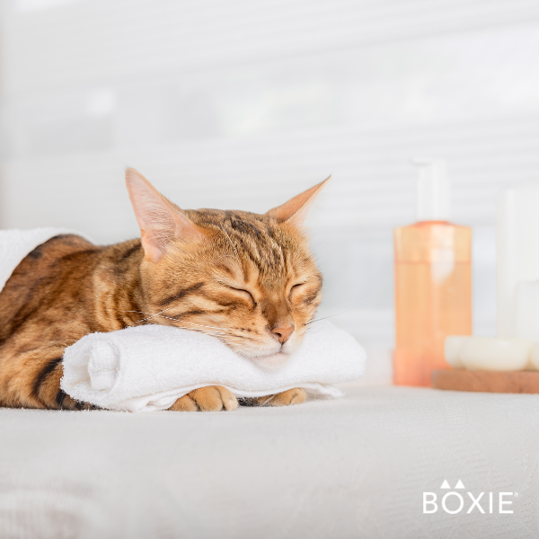 7 Ways to Calm Your Cat Down