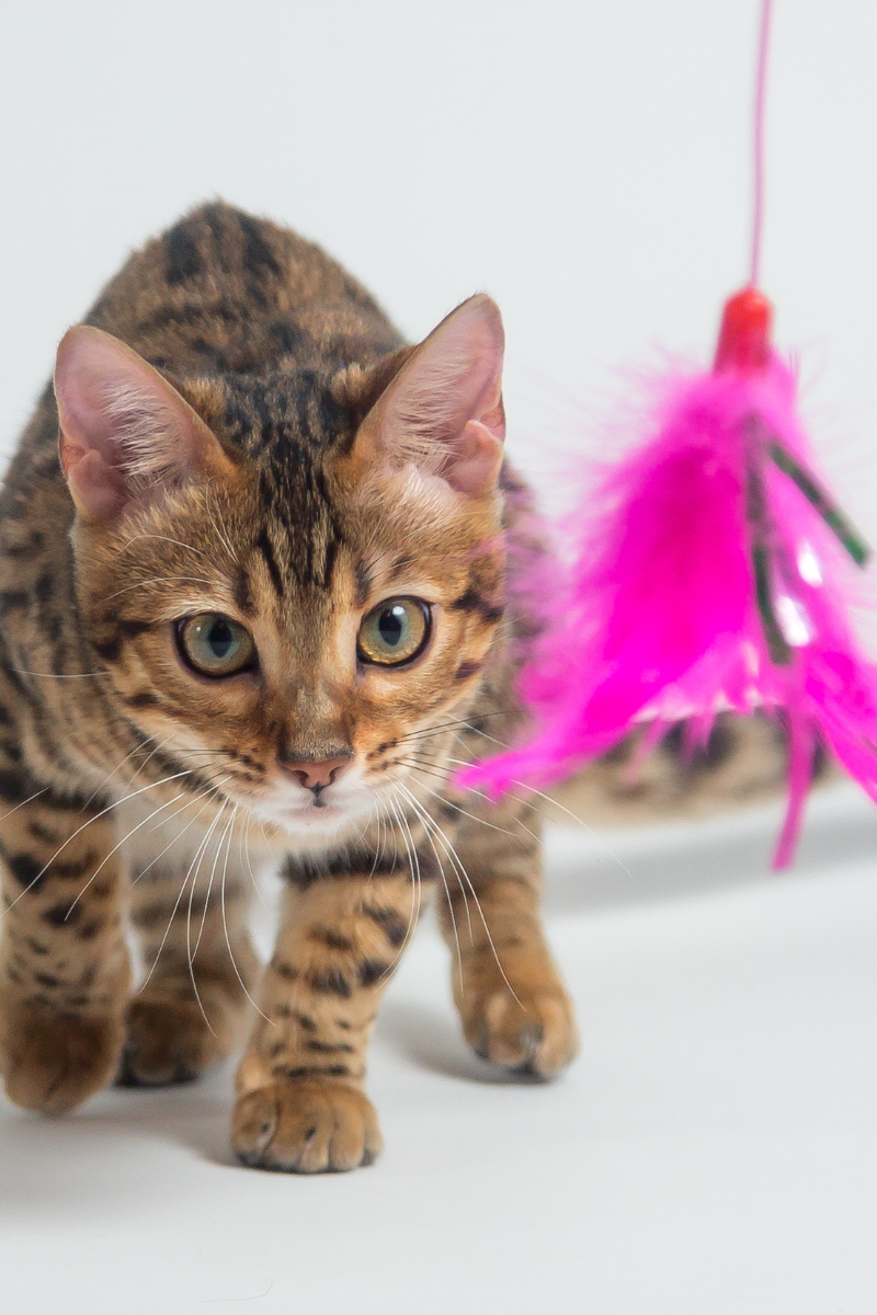How to Keep Indoor Cats Mentally Stimulated