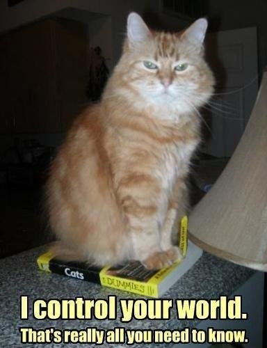 What Type Of Litter Box Should Be Used?