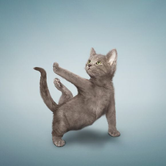 "Yoga Cats" by Dan Borris