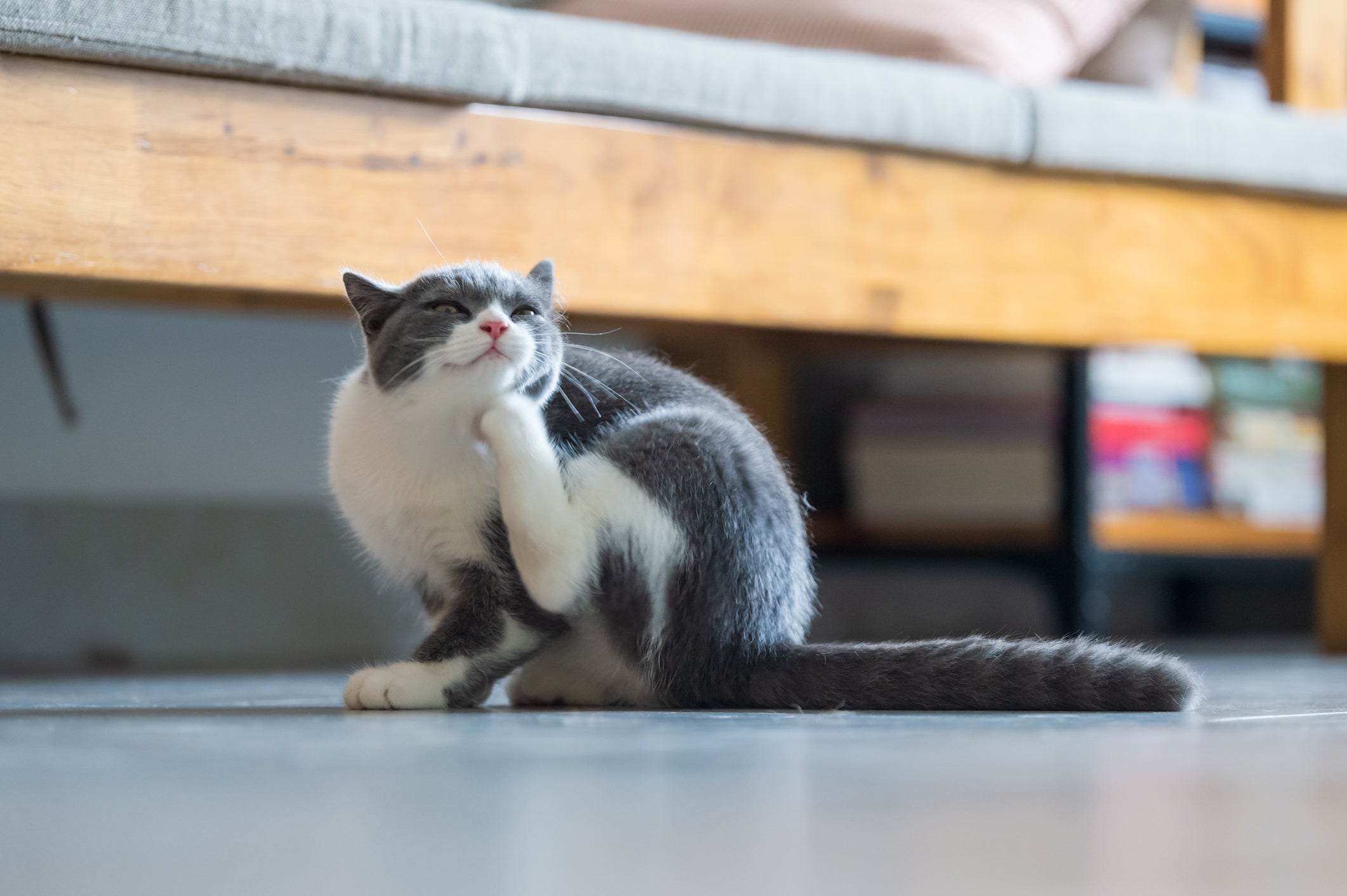 How to Tell If Your Indoor Cat Has Fleas (Yes, It’s Possible!)