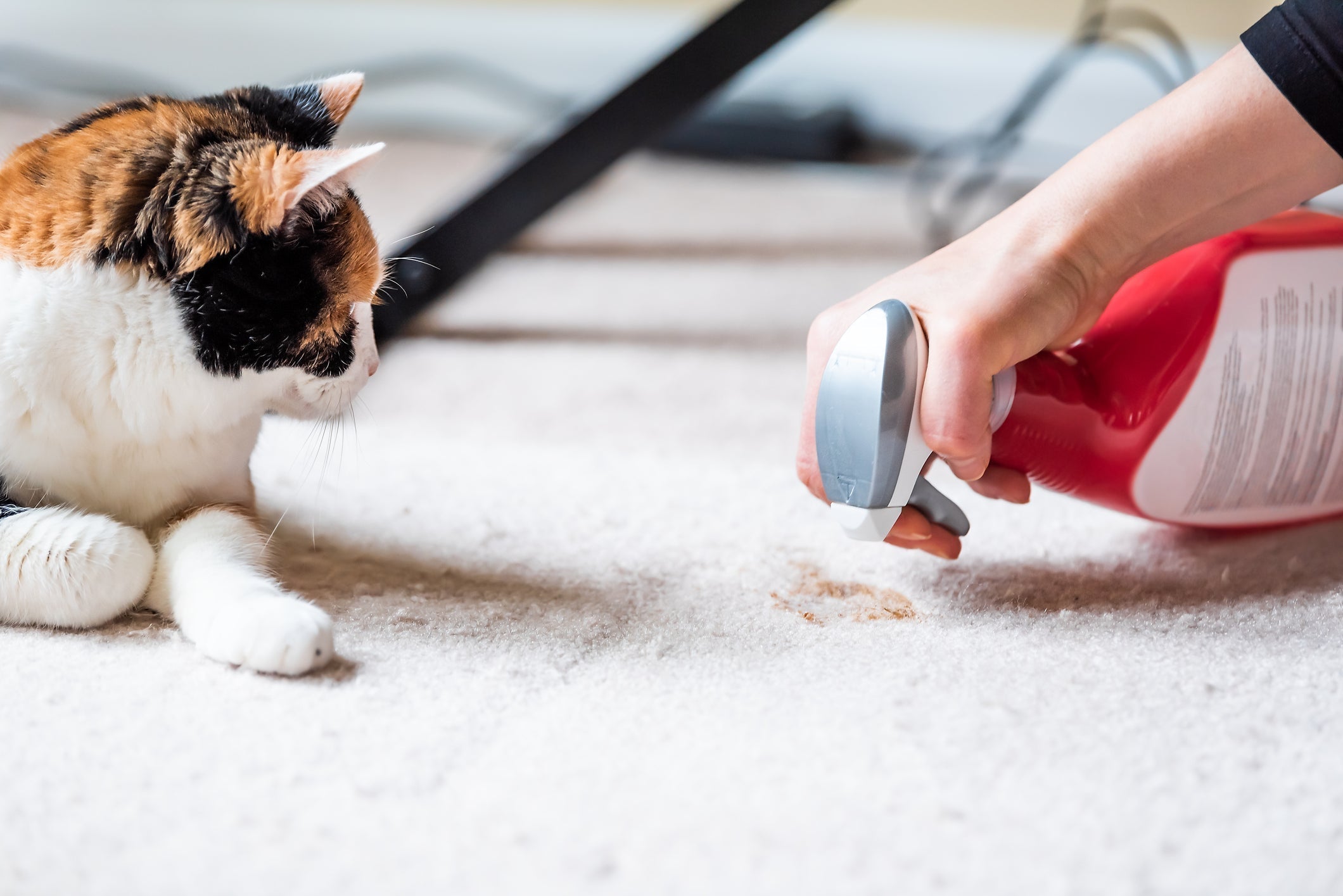 How to Get Rid of Cat Pee Smell Fast and For Good