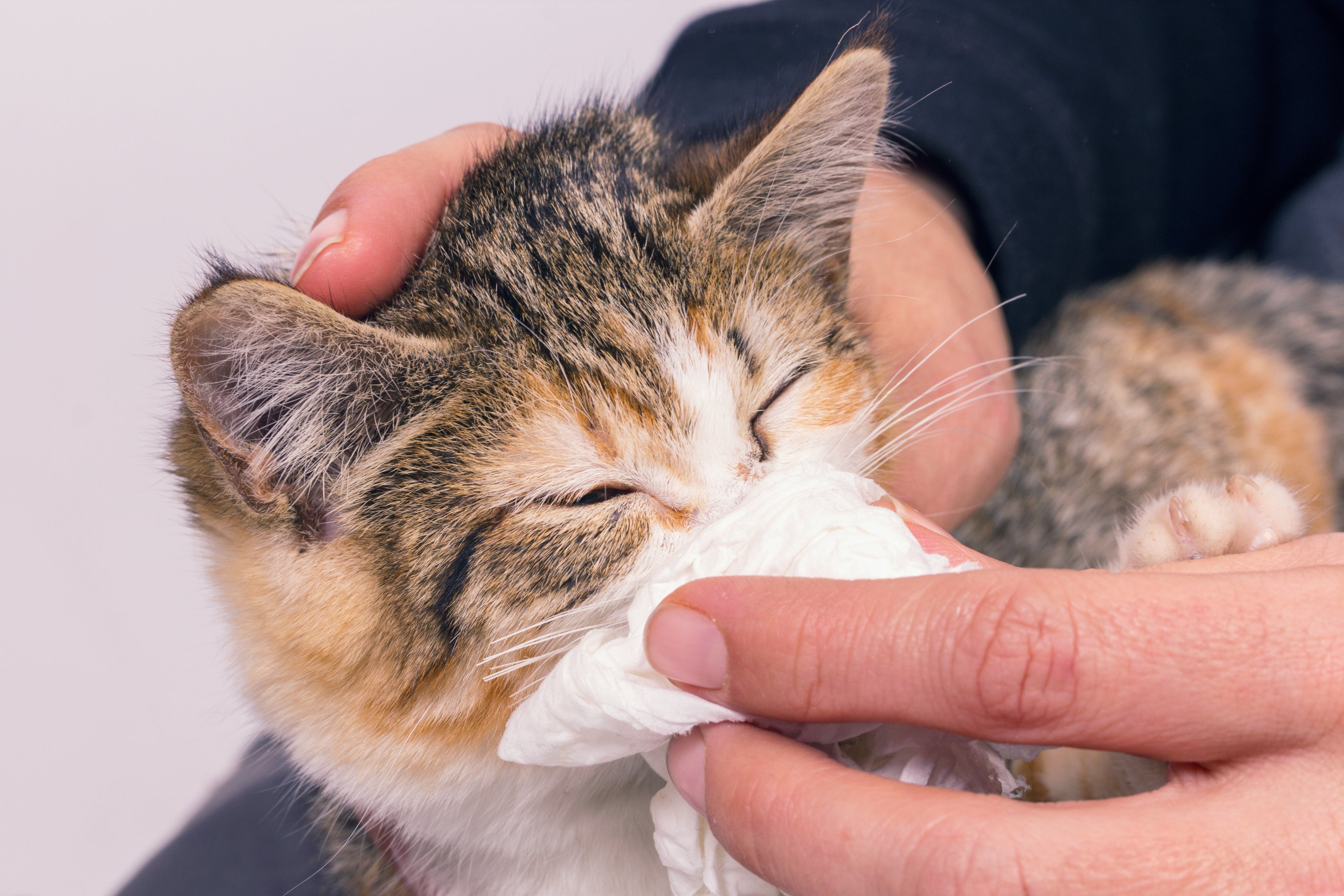 Hypoallergenic Cat Litter: How to Help Cats and Humans with Allergies
