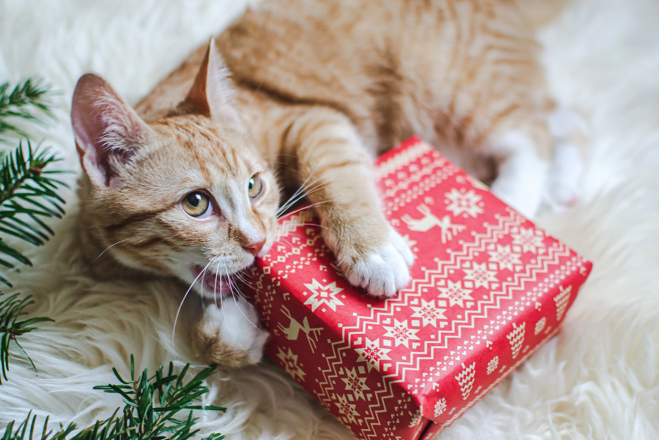 The Ultimate Holiday Gift Guide for Your Feline Friend