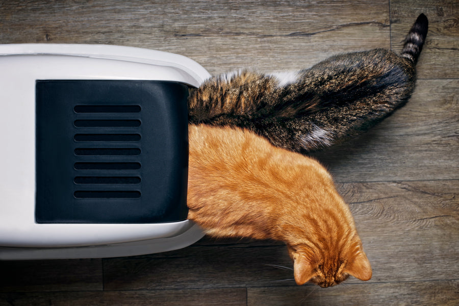 How to Transition Your Cat to a New Litter - Without Stress or Accidents