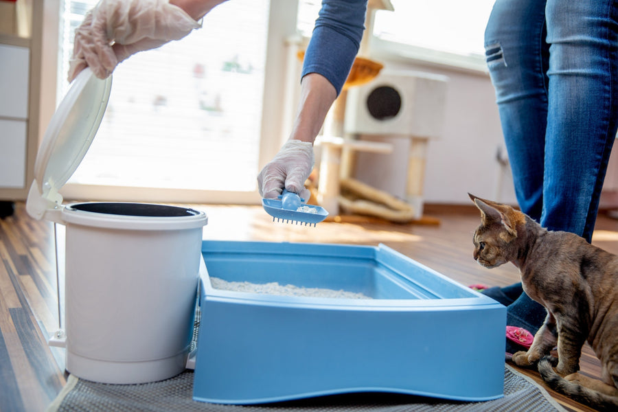 Simple Cat Litter Habits That Keep Your Home Smelling Fresh