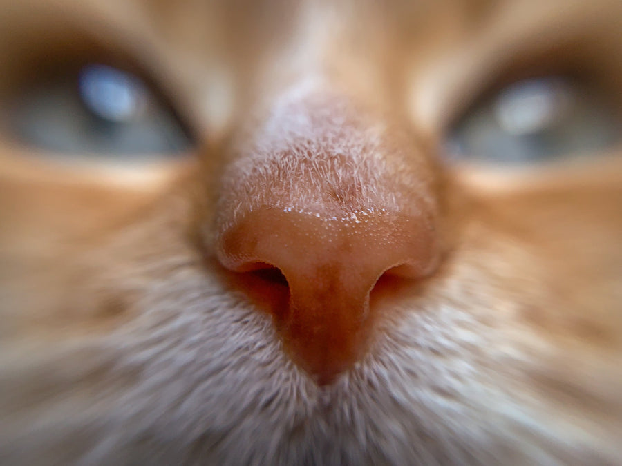 unscented or scented litter for your cat
