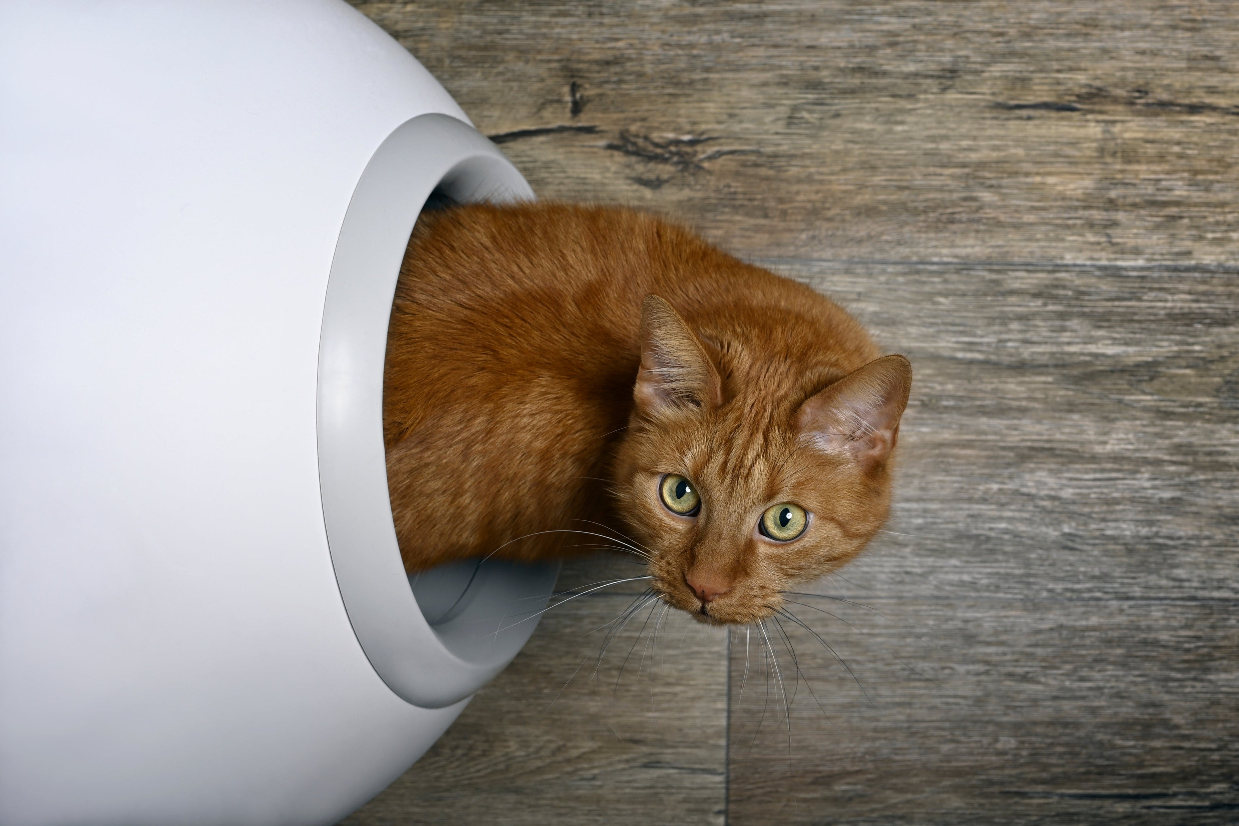 Step-by-Step Guide: Setting Up Your First Automatic Litter Box & Which Cat Litter Is Best
