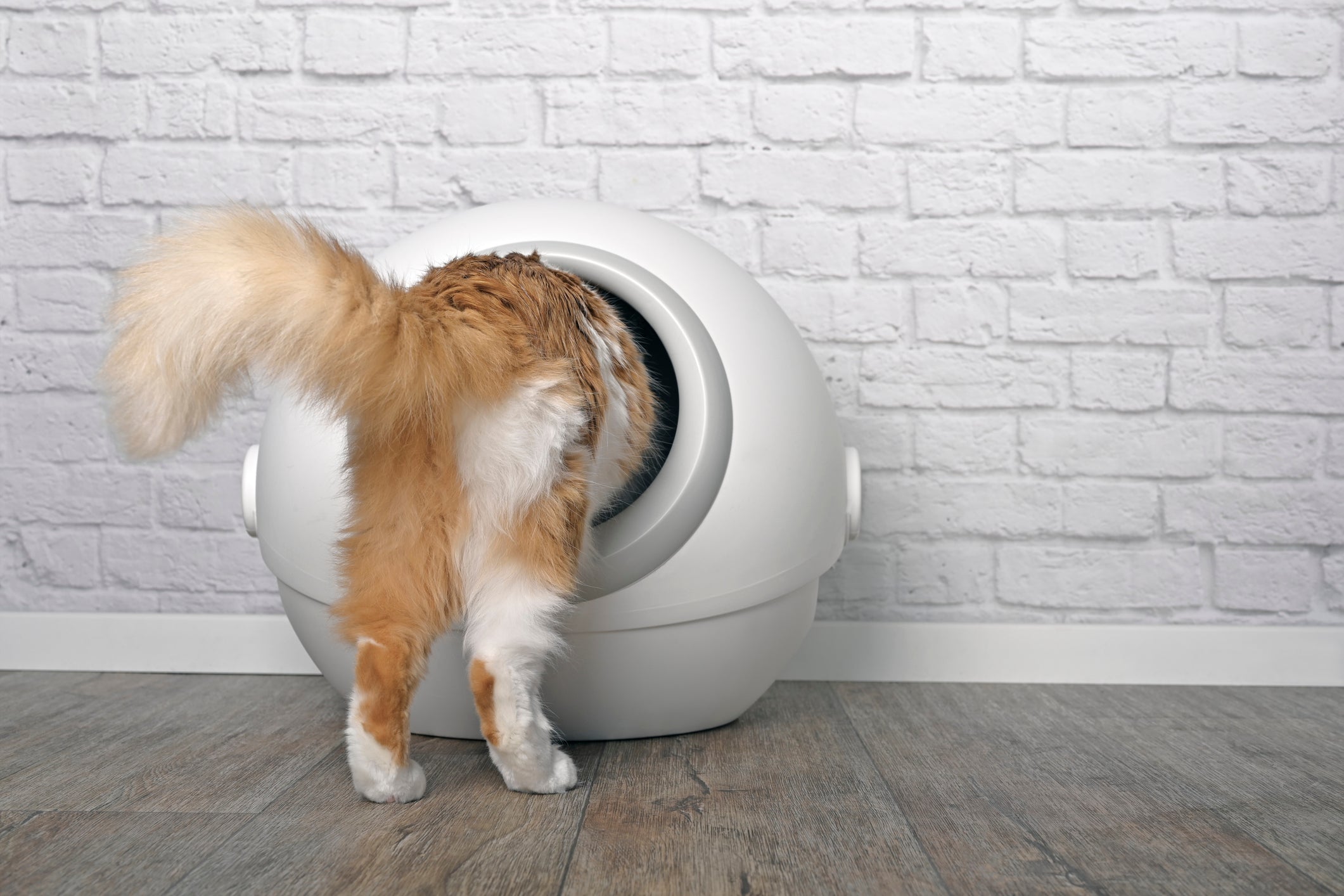 How to Get Your Cat Used to an Automatic Litter Box