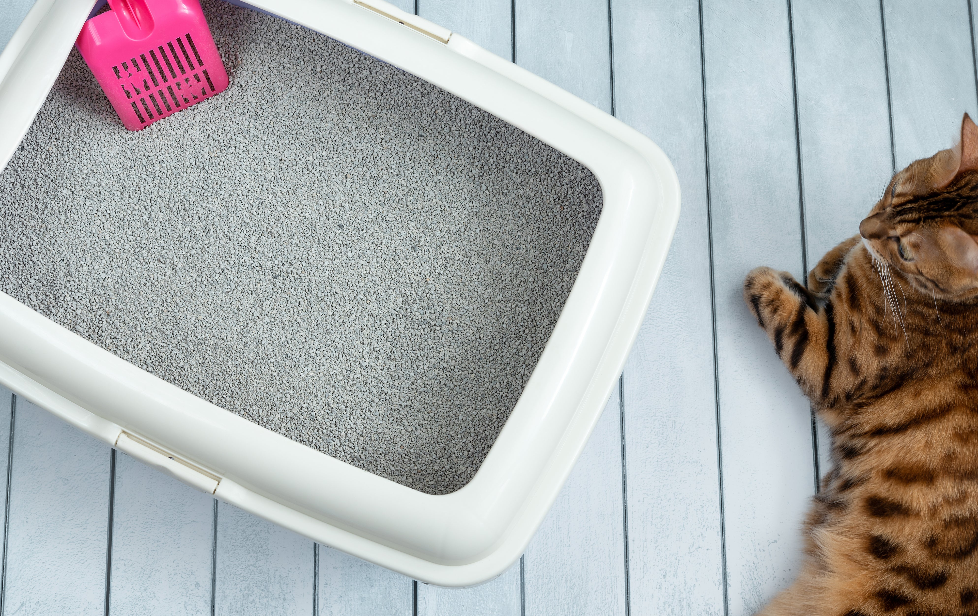How Often Should You Scoop and Top Off Cat Litter for Best Odor Control?