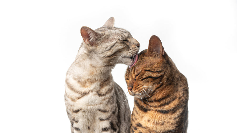 Best Cat Litter for Multi-Cat Homes