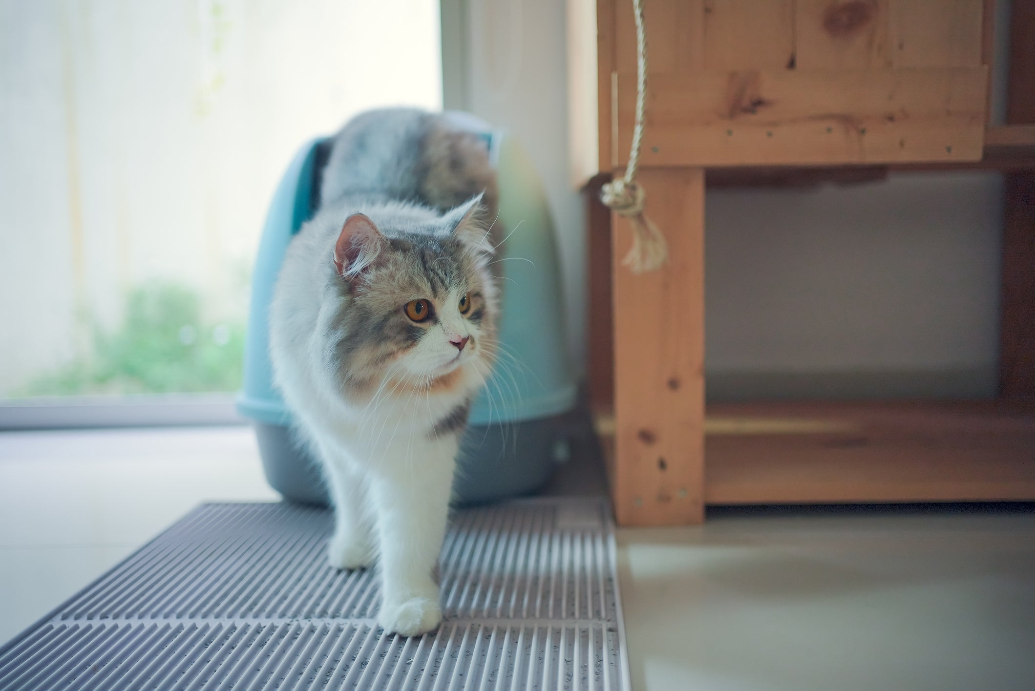 Probiotic vs. Traditional Cat Litter: Which Keeps the Box Fresher Longer?