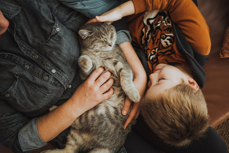 First Time Cat Owner Guide – Boxie