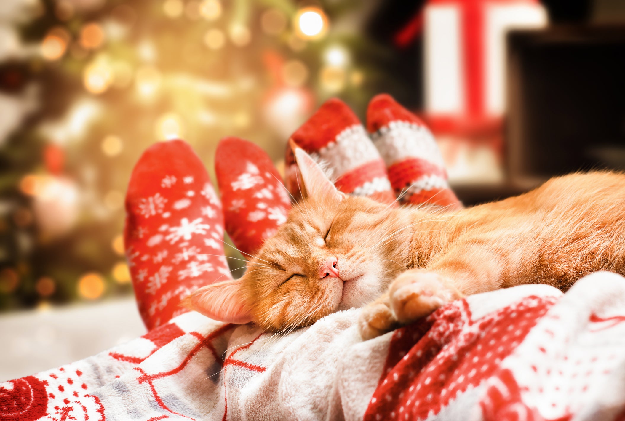 Keeping Your Cats Safe During the Holidays: Essential Tips for Cat Parents