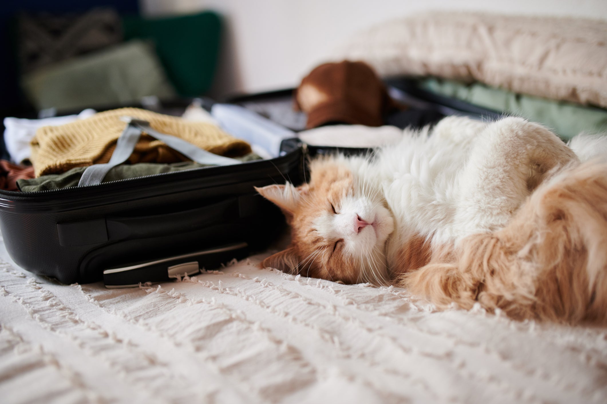 How to Travel With A Cat (with minimal stress)